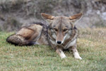 Wily Coyote's Cousin "Friendly"