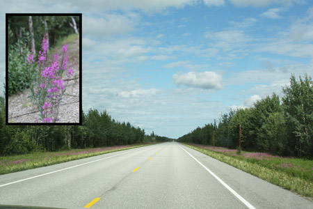Ask any Alaskan Traveler About the Fireweed -- It's a Journey Highlight