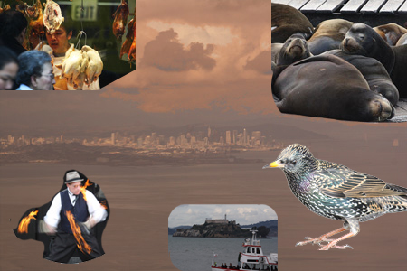Last week I flew (1st time in years) to San Francisco to meet up with my son.  This is a collage with a few of the photos I took on the trip:  over a view of the chilly, overcast city are, clockwise from top left, a Chinatown chicken vendor; sea lions in the Bay harbor, a bird, Alcatraz, and a street performer.