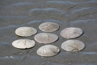 Sand Dollars - 1293