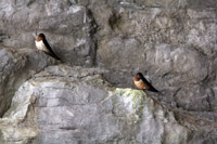 Barn Swallows in Russell Cave -- the surviving bats were further back