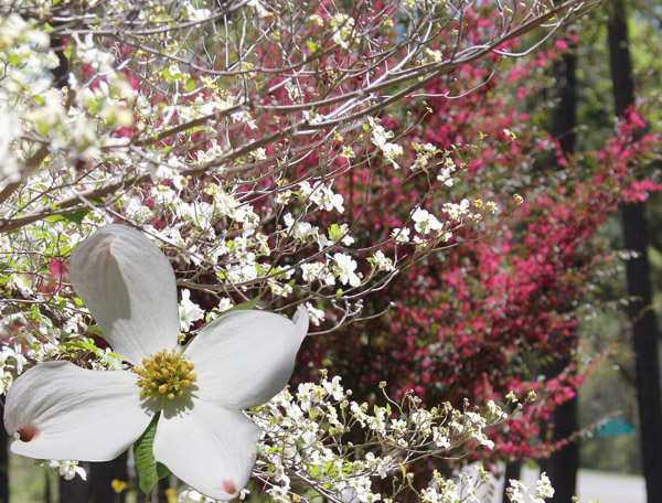 Dogwoods and redbud trees with white and maroon flowers