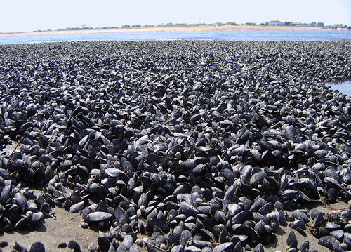 The mussels await the return of high tide along the Merrimack River shoreline.