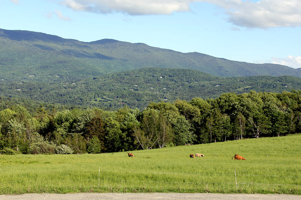 Across the road from Baron Von Trapp's Estate in Stowe, Vermont, is Austrian-like scenery, but with a major difference -- the cattle are beefalo, a cross between cows and bison.