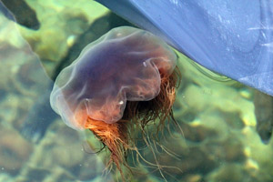 Moon Jellies are common this time of year.  