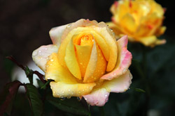 Rain enhances the Gold Medal Roses in the Annapolis Royal Historic Gardens