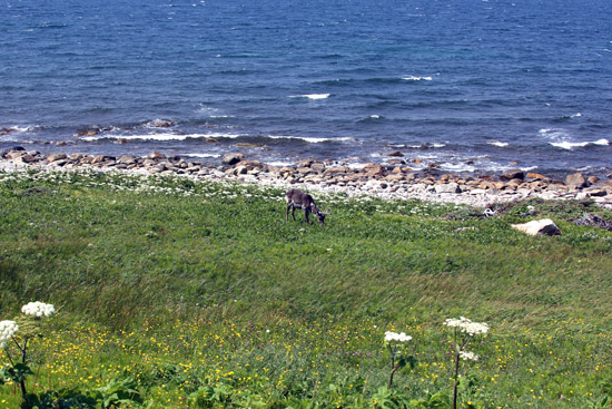 Quietly enjoying the grassy hillside along the Gulf of Cabot was a lone caribou.