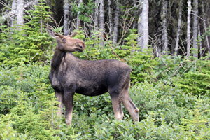 A young bull moose poses for us.