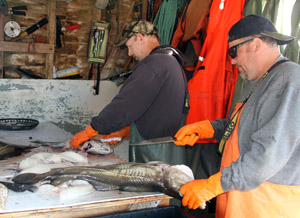 Cleaning the day's cod catch in their "stage"