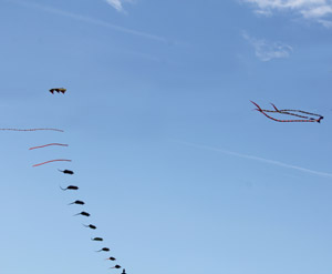 Kites flying over a park somewhere in New York.  