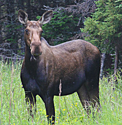 Just another pretty moose