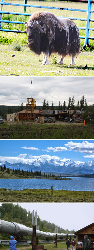 FROM TOP: A muskox; the outpost of Chicken; The Alaskan Pipeline; Mt. McKinley in Danali