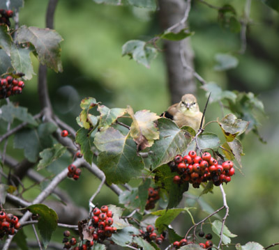 Bird in bush - 2915