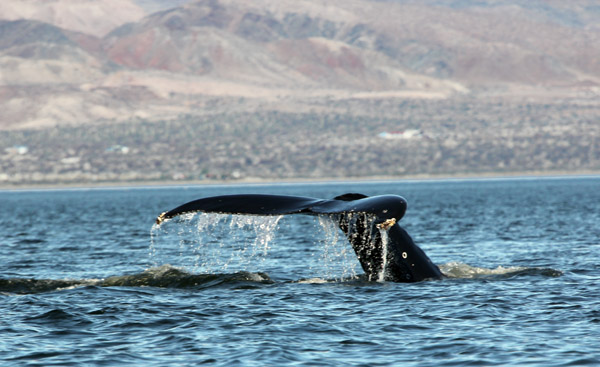 The tail or "fluke" of a Finwhale thrills our crew in Bahia de los Angeles on the Sea of Cortez