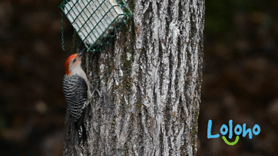 Larger birds like this redbellied woodpecker love eating suet cakes from a tree-mounted basket. (Click the pic to get your own.)