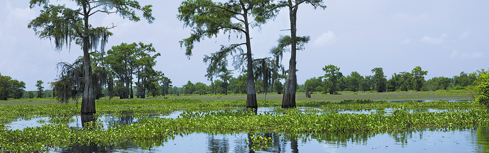Cypress growing in a bayou.