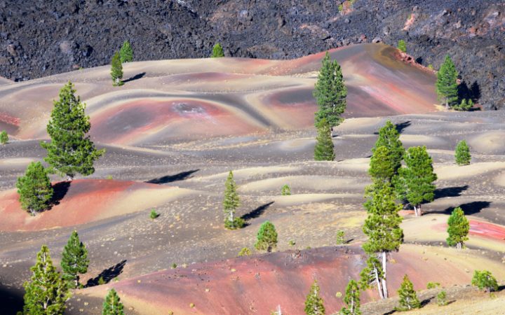 Trees grow amid smooth, rolling hills.