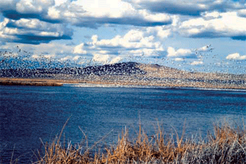 ca-Standish 0278-1-honey-lake-geese