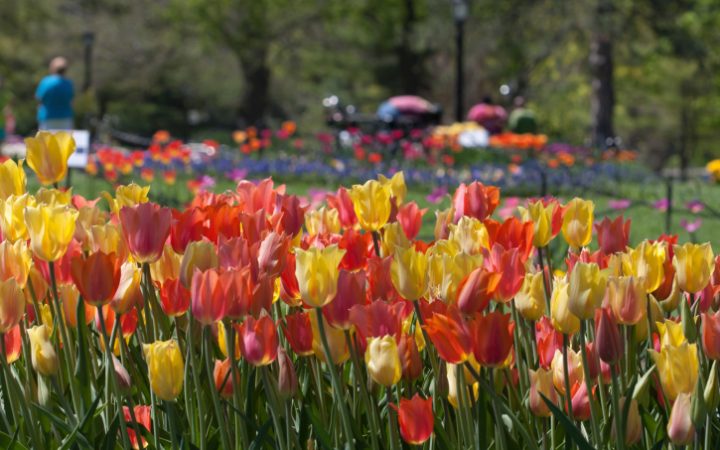 Tulips in the Park
