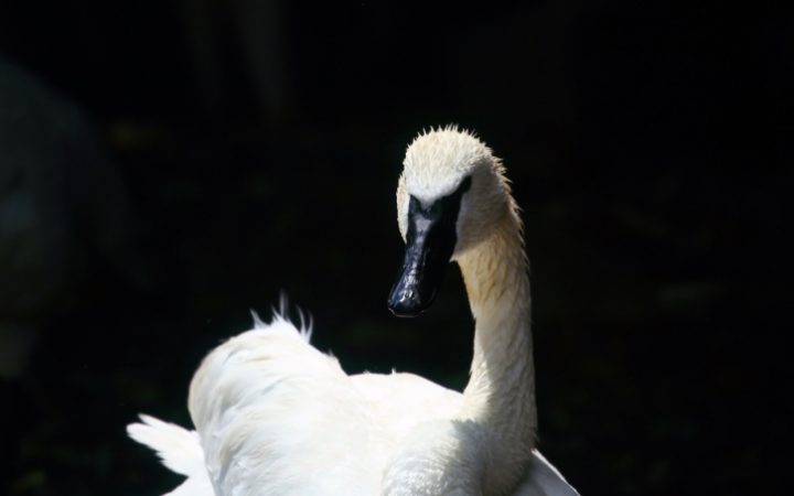 Black Faced Swan