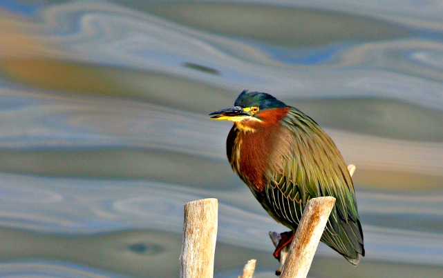 Notice the smooth bokeh and how the Rule of Thirds is used in placing of the green heron with space for the bird to move into the frame.© Rex Vogel, all rights reserved