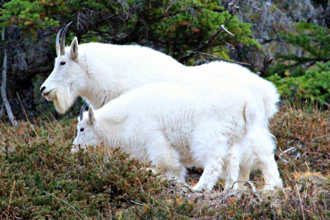 You have to shoot a lot of photos to manage one or two keepers. Pictured above Rocky Mountain Goats in the Canadian Rockies. © Rex Vogel, all rights reserved