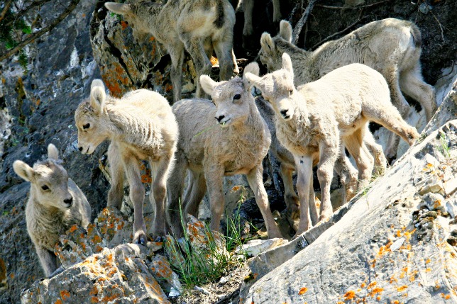 Rocky Mountain Sheep. © Rex Vogel, all rights reserved