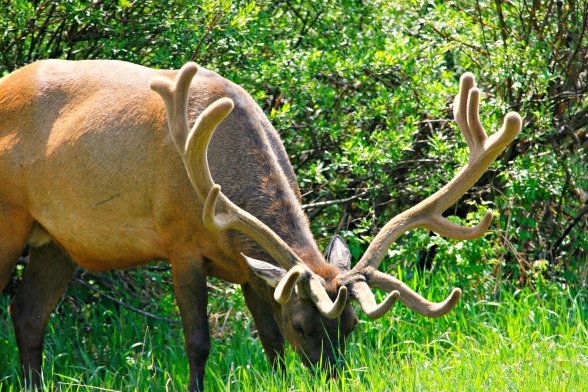 The elk or wapiti is one of the largest land mammals in North America © Rex Vogel, all rights reserved