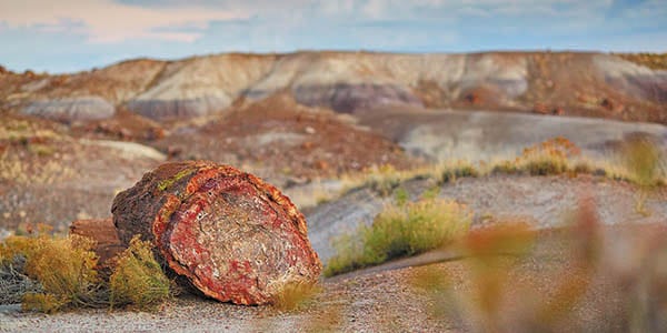 A petrified log with crimson color lies in undulating hills of a painted desert.