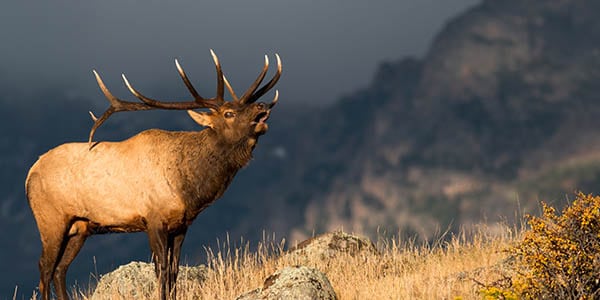 A hefty elk with long horns bellows into the dusk air.