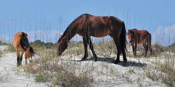 Three horses graze on grass that's growing out of the sand.