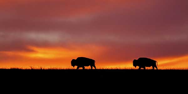 Silhouetted against a red dusk sky, two buffalo amble on a field.