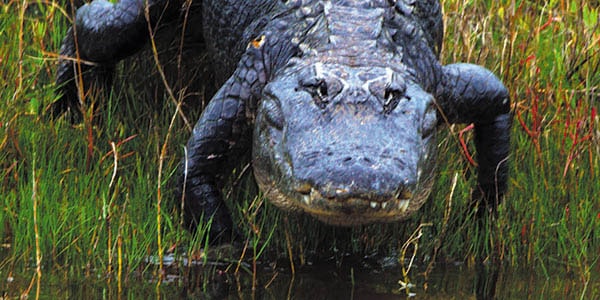 An alligator glares ominously at the camera as it walks through tall grass toward the water.