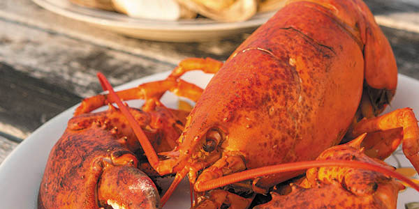 A big lobster ready to be served on a white plate on a wooden picnic table.