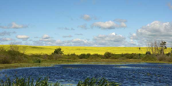 A pond ripples with wind as sunlight bathes a vast green field in the distance.