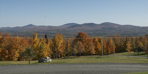 A row of autumn gold and crimson trees with smooth hills in the background.