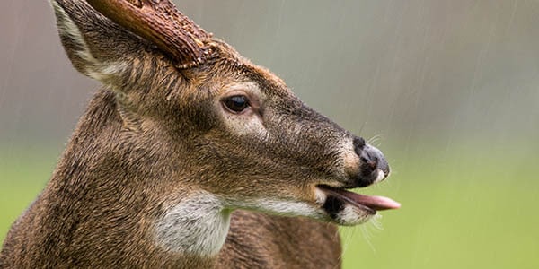 A goat sticks his tongue out in contempt.