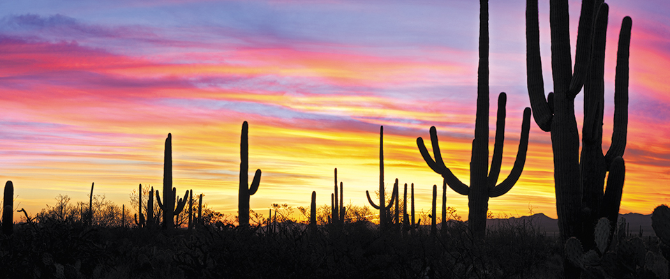 Saguaro cacti reach toward the sky.