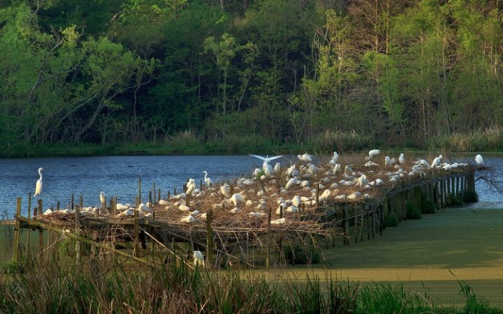 Bird City in Jungle Gardens