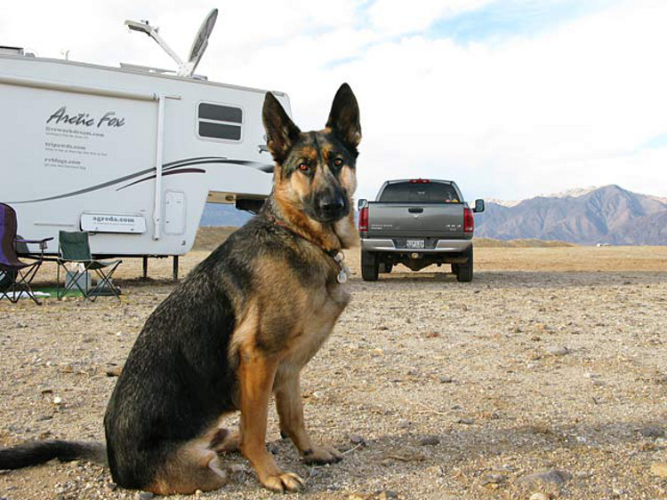 full-time RVing with pets