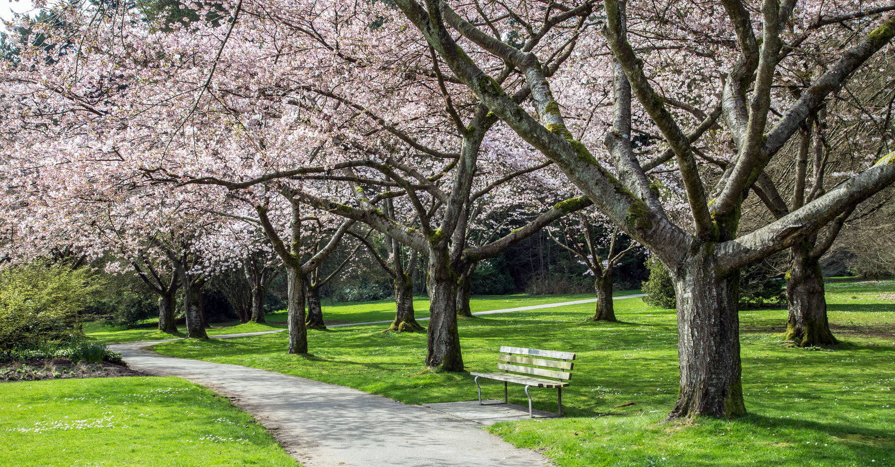 Cherry Blossoms Stanley Park, Vancouver