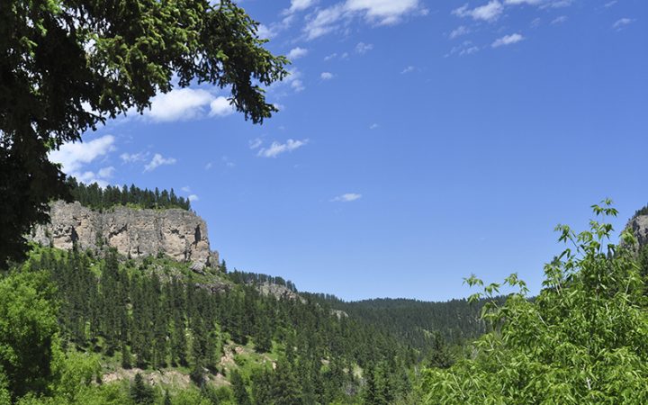 The Black Hills National Forest.