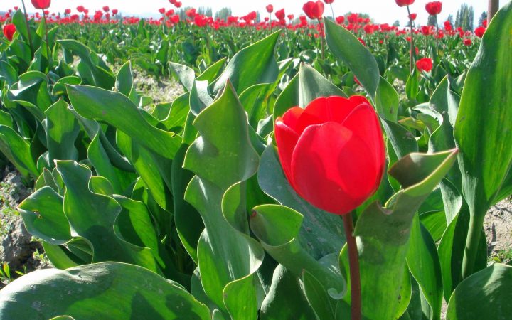 Tulips3