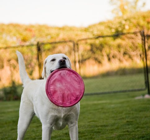 12 pointers for happy pet