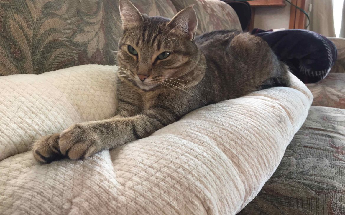 cat lying on couch with paws stretched out