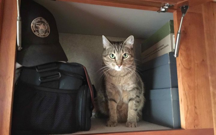 Cat sitting in RV area