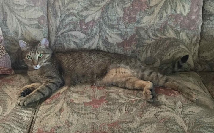 Cat lying on couch