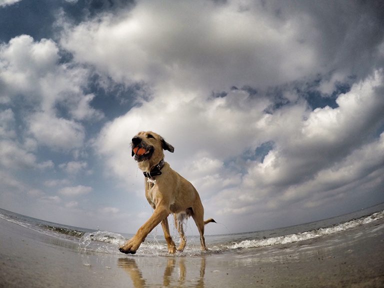 Animal Vaccines Protecting Your Pet Before Hitting The Road