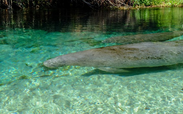 Crystal River Manatee in turquoise waters