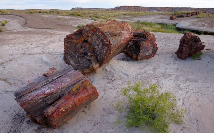 petrified forest national park